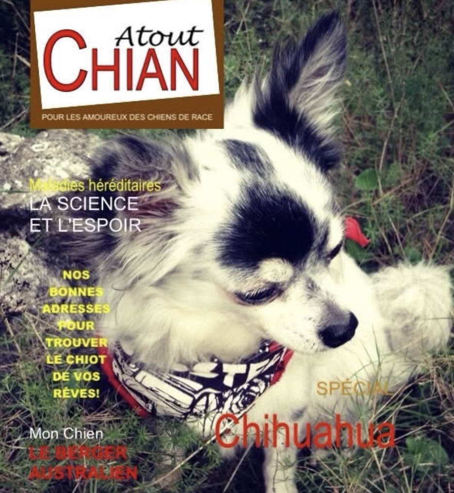 Gizmo estilo revista